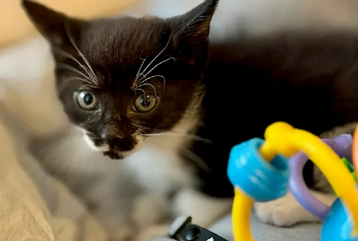 Pisoiul pe care urma să-l primească micuții FOTO: captură Bild