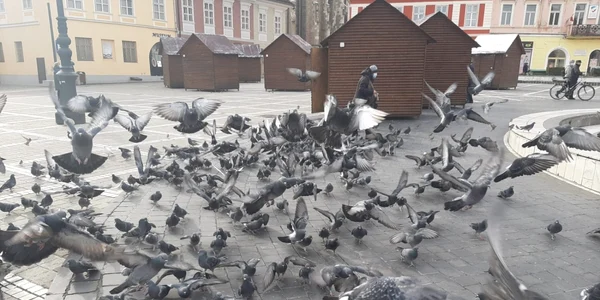 Căsuţele din Piaţa Sfatului în care se va organiza Târgul de Crăciun FOTO Ioan Buciumar