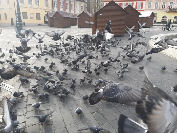 Căsuţele din Piaţa Sfatului în care se va organiza Târgul de Crăciun FOTO Ioan Buciumar