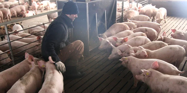 Vânzarea animalelor în târguri a fost oprită Foto: Arhivă Adevărul