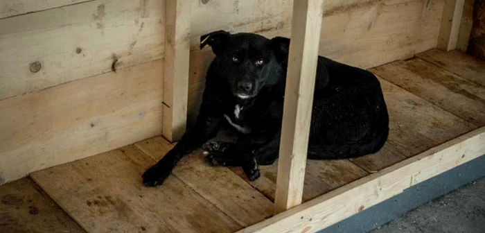 Băimărenii vor putea adopta un câine cu ocazia târgului Foto: Adevărul