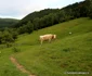 ponorici hunedoara foto daniel guta adevarul