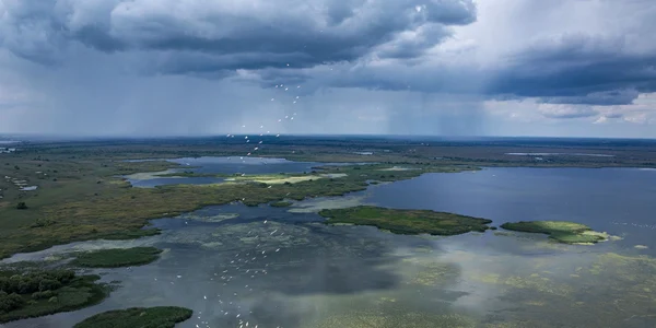 delta salbatica  foto dan dinu jpg