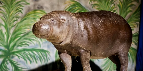 Târgovişte: Pinguinii, piranha şi rechinii au ajuns la Târgovişte