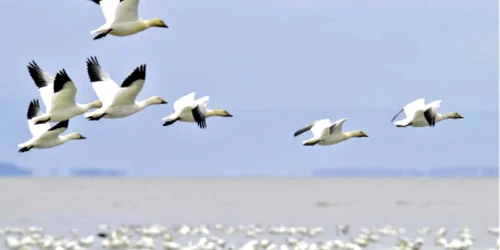 Schimbările climatice vor influenţa traseele păsărilor
