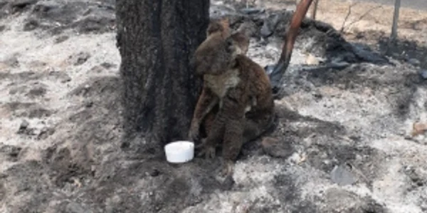 Koala incendii Australia FOTO Twitter