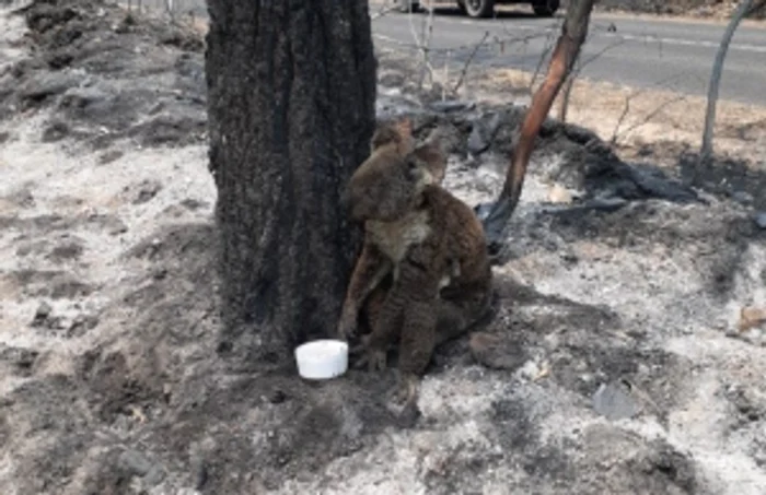 Koala incendii Australia FOTO Twitter 