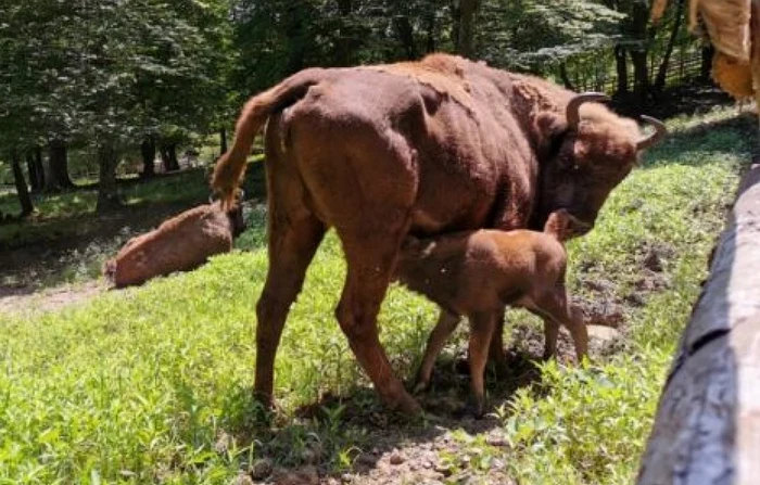 Zimbrul are o însemnătare foarte mare pentru natură / foto: arhiva Click!