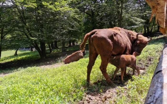 Zimbrii de la Haţeg. Foto: Direcţia SIlvică Hunedoara / Arhivă.