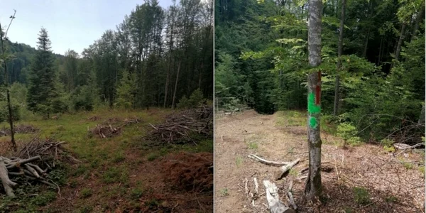 controale la exploatari forestiere foto ipj hunedoara