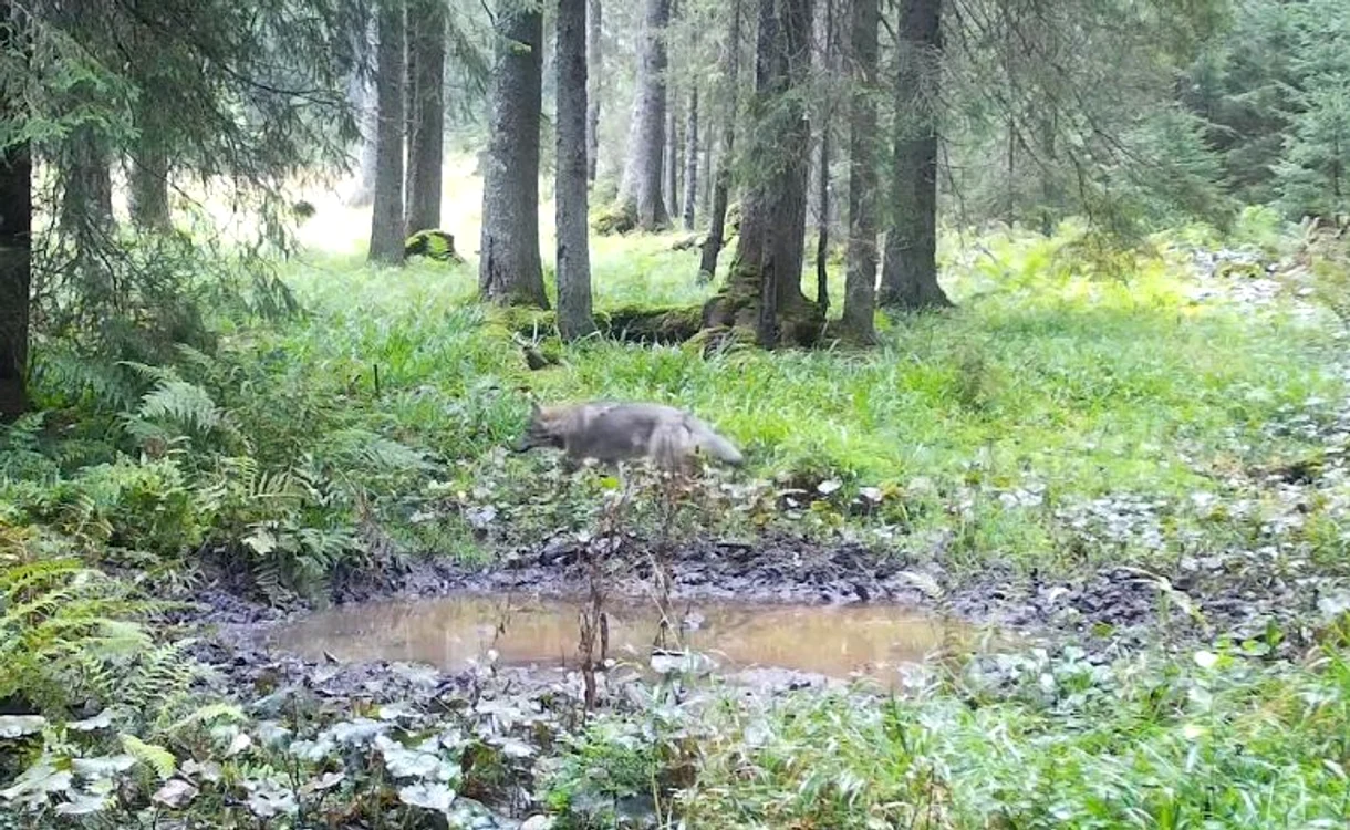 Lup filmat într-o pădure de munte FOTO Parcul Natural Apuseni