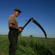 Taran barbat batran cu coasa agricultura camp coseste FOTO Adevarul