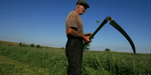 Taran barbat batran cu coasa agricultura camp coseste FOTO Adevarul