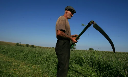 Taran barbat batran cu coasa agricultura camp coseste FOTO Adevarul