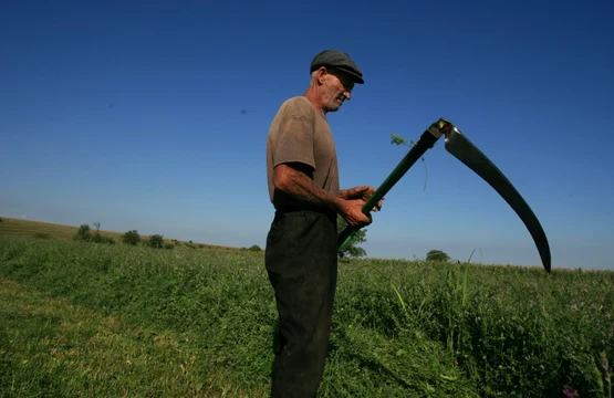 Taran barbat batran cu coasa agricultura camp coseste FOTO Adevarul