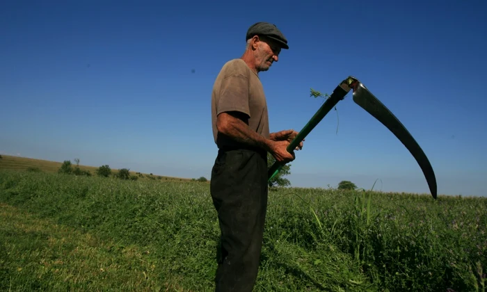 Taran barbat batran cu coasa agricultura camp coseste FOTO Adevarul