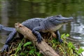 aligator adobestock jpg