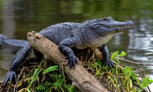 aligator adobestock jpg