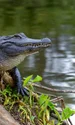 aligator adobestock jpg