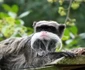 Tamarin imperial jpeg