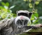 Tamarin imperial jpeg
