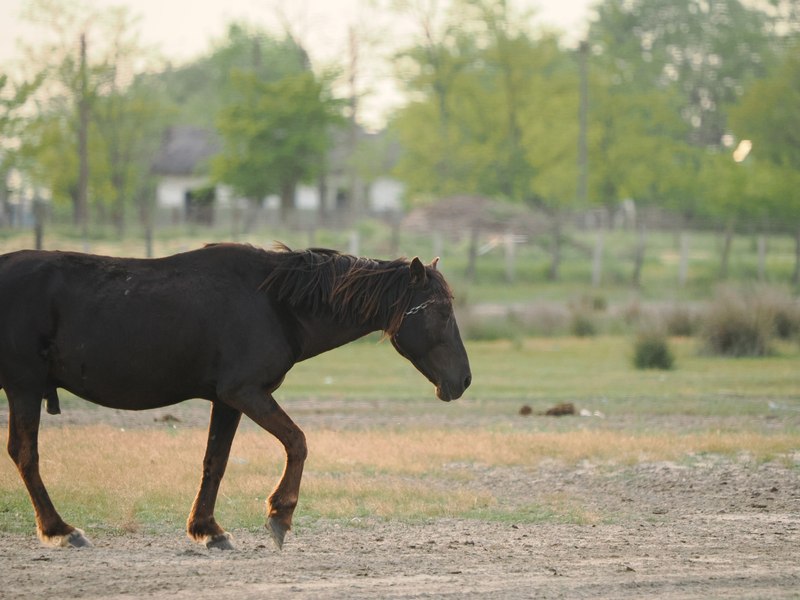 Cal sălbatic din Delta Dunării, chinuit îngrozitor de un localnic. Cum l-au găsit salvatorii