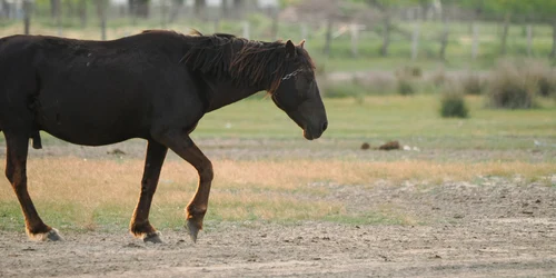 armasar in zona Letea foto ARCA jpg