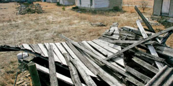 Belarus: decontaminare radioactivă prin culturi energetice
