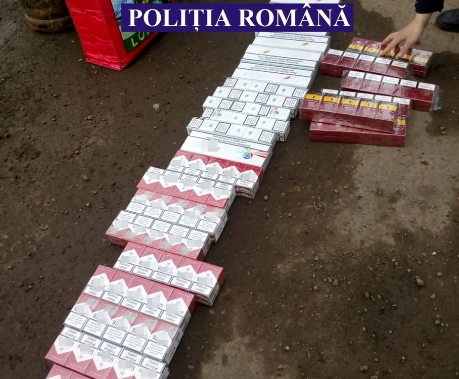 calarasi tigari