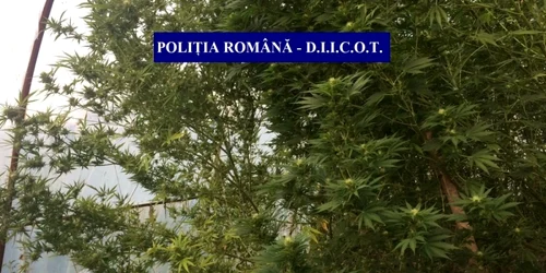 cultura cannabis valcea