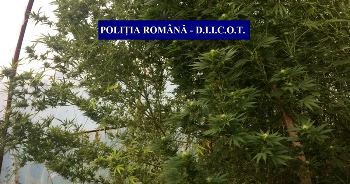 Poliţiştii au ridicat 18 plante de cannabis FOTO: Poliţia Română