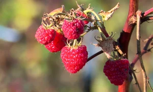 zmeura de iarna (3) png