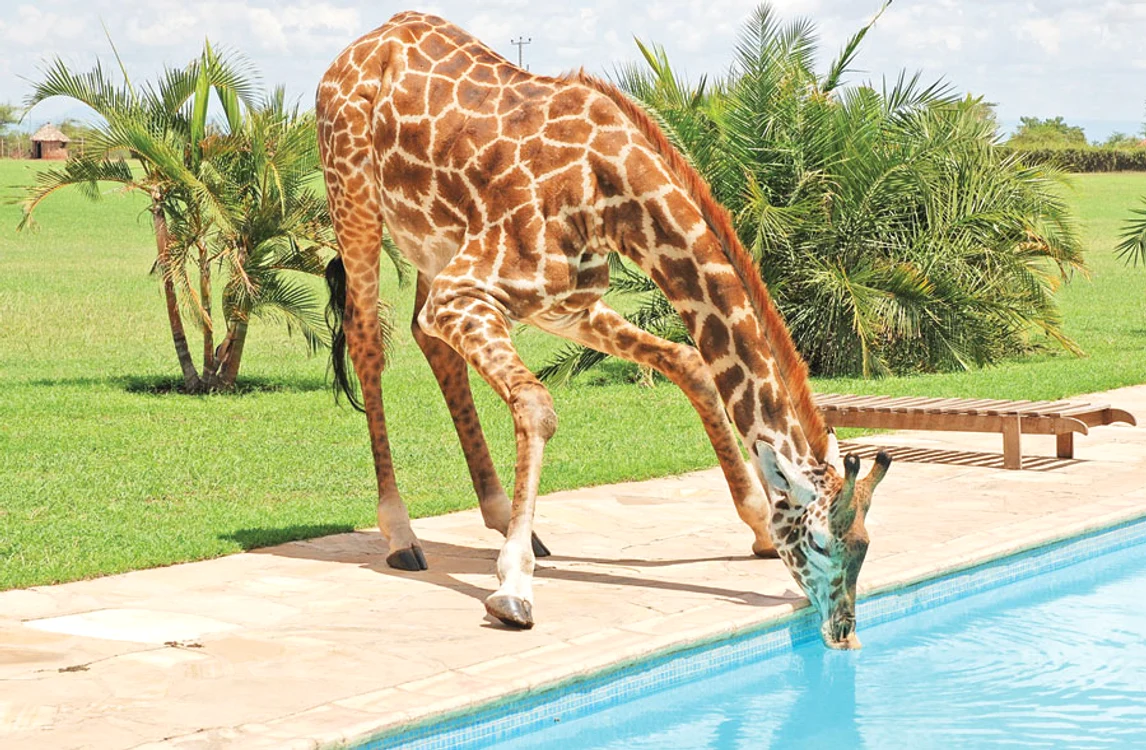 «Monduli» face zilnic  baie în piscina unui  complex turistic (fotografii: photoland/caters)