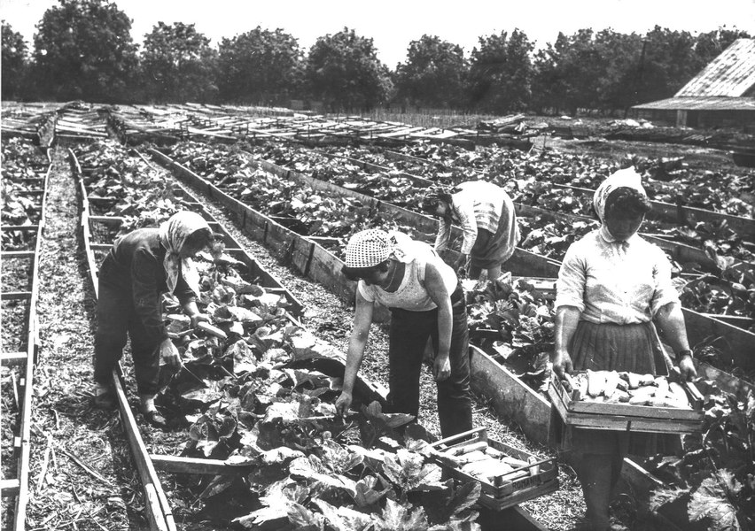 Baicu Milea, fost prim-secretar al județului Brăila: „Insula Mare a Brăilei era renumită pentru soia, care se trimitea și la export“