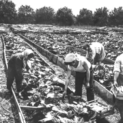 Muncitoare pe camp FOTO Azopan jpeg