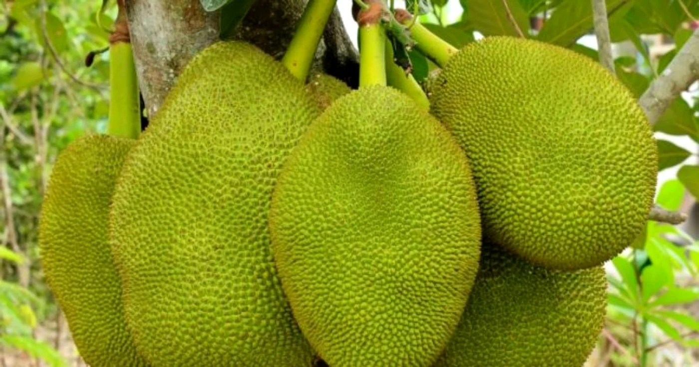 Fructul arborelui Jack FOTO Wikipedia