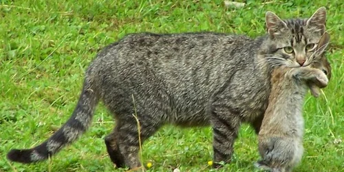 pisica