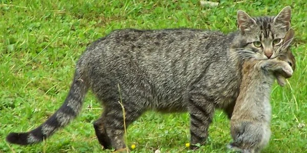 pisica