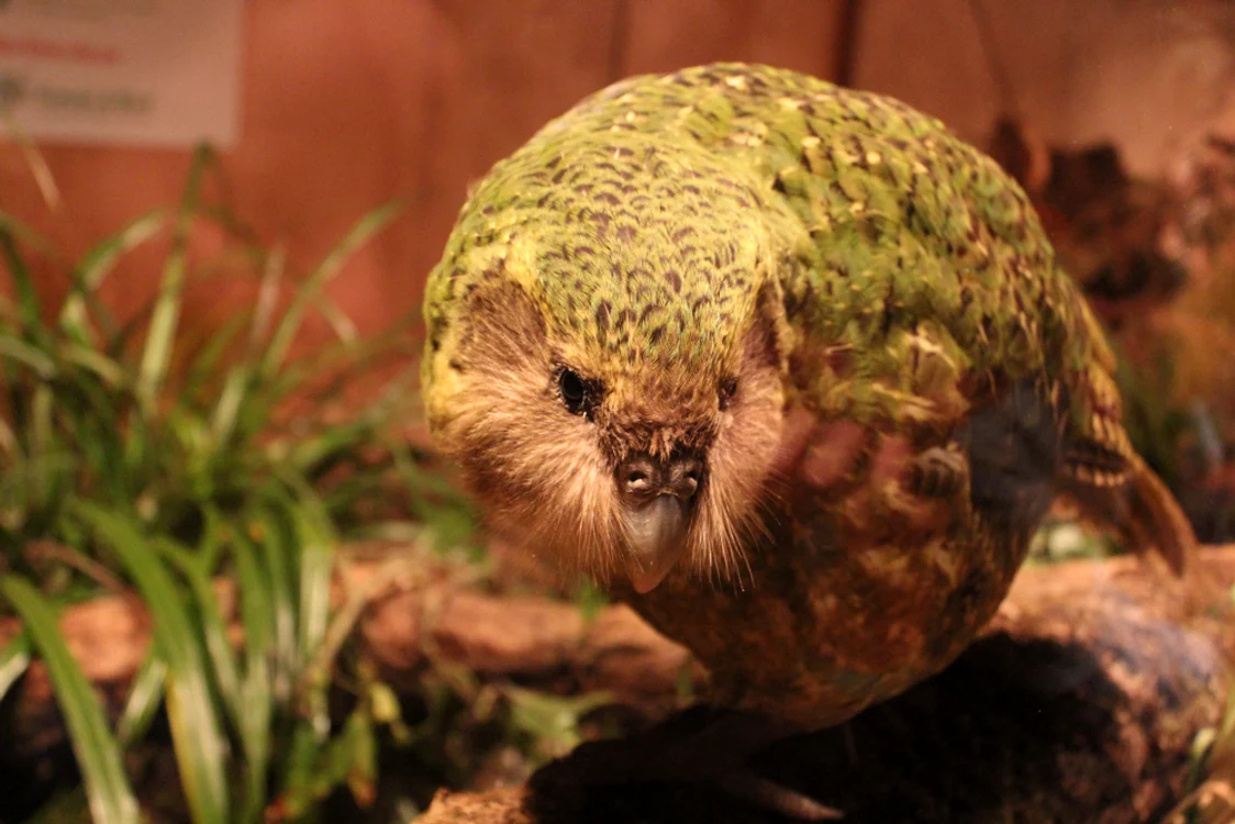 Papagal kakapo Foto: Shutterstock
