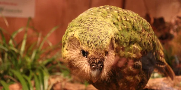 Papagal kakapo Foto: Shutterstock