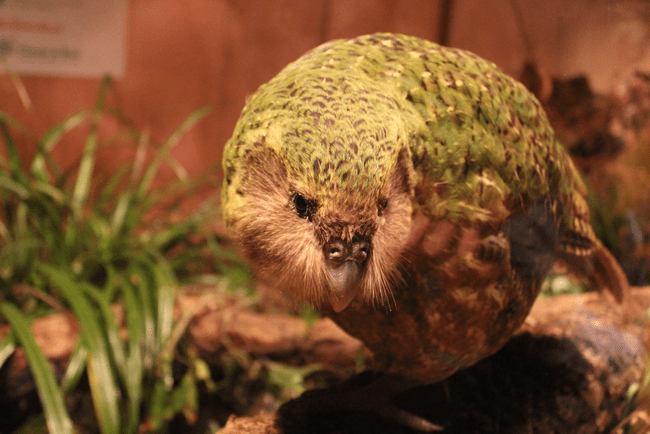 Kakapo, cel mai greu papagal din lume, salvat de la dispariție prin inseminare artificială