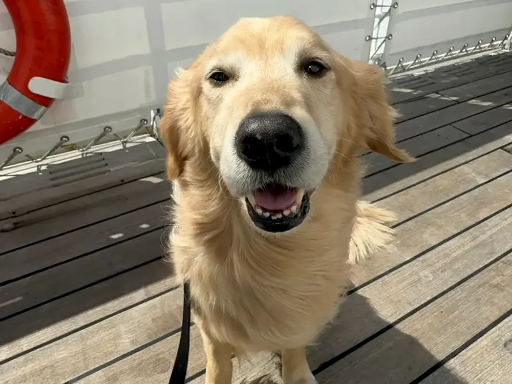 Charlie a avut aprobarea veterinarului să plece din țară /foto: arhive personala