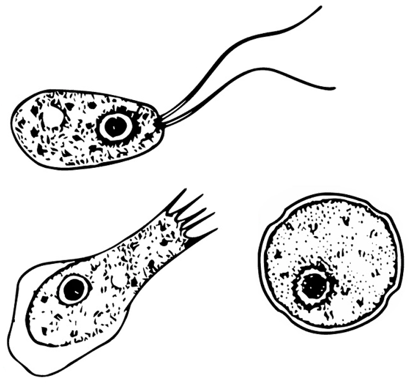Naegleria, un parazit ucigaș FOTO wikipedia