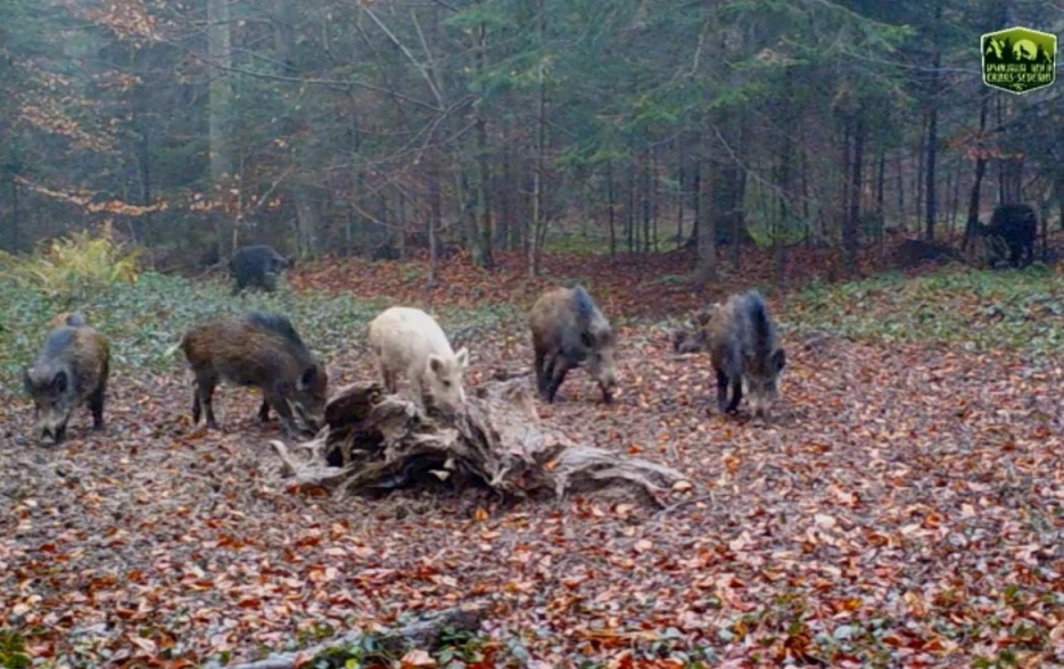 Mistretul albinos este rar întâlnit FOTO captură Wild CS