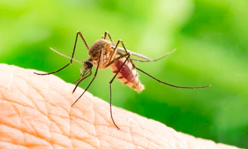 tantar aedes aegiptus jpeg