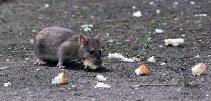 Gălăţenii au semnalat Primăriei că parcul colcăie de şobolani. Foto: Arhivă