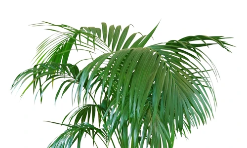 1 47001 original jpg jpeg