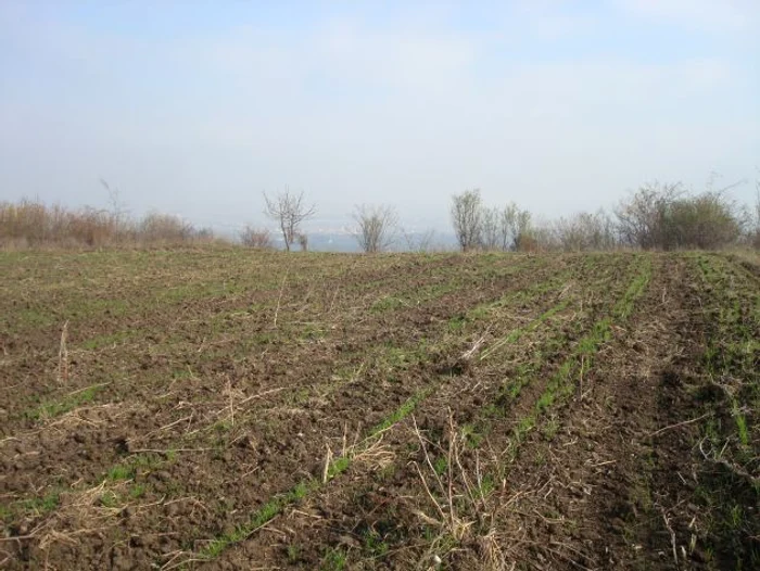 Urme ale Pelendavei dacice, la Cîrligei, în comuna Bucovăţ