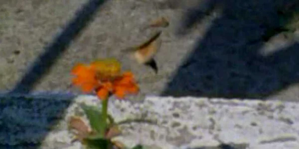 Pasăre colibri în Satu Mare?
