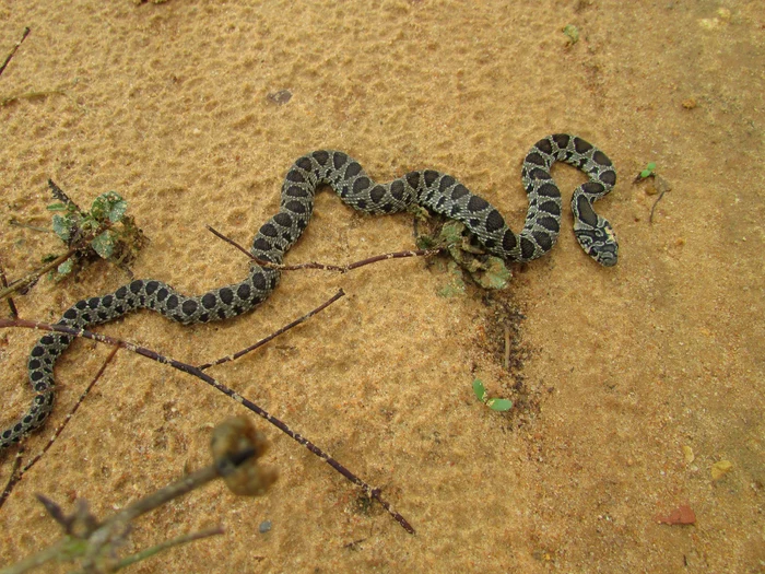 Hemorrhois hippocrepis/FOTO: Wikipedia